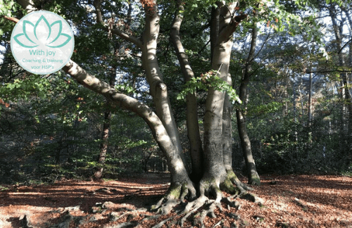 Meditatie om te gronden: het magische bos